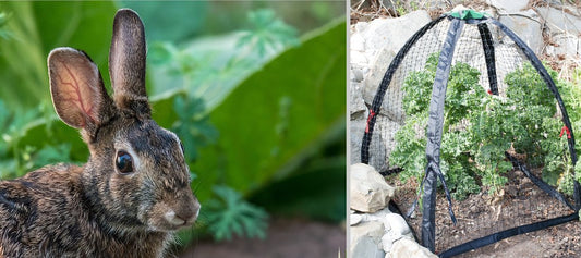Cute little bunny? A veritable eating machine!