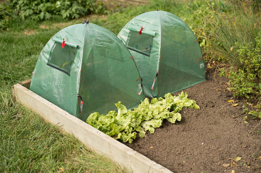 POP Open Greenhouse Cover 28" x 28" x 30"  2-PACK